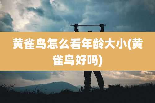 黄雀鸟怎么看年龄大小(黄雀鸟好吗)