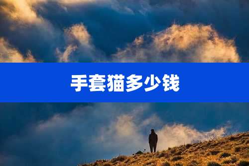手套猫多少钱