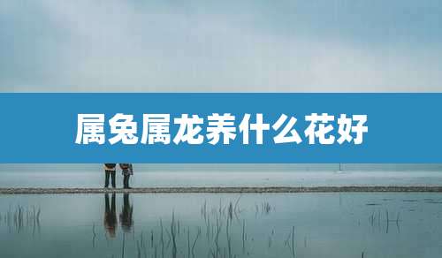 属兔属龙养什么花好