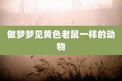 做梦梦见黄色老鼠一样的动物
