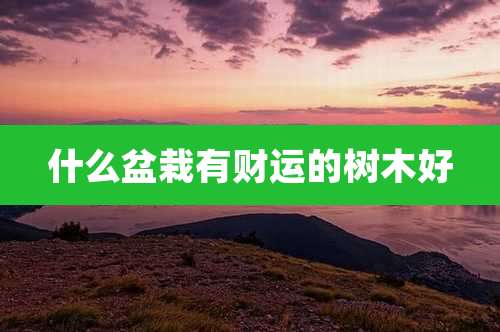 什么盆栽有财运的树木好