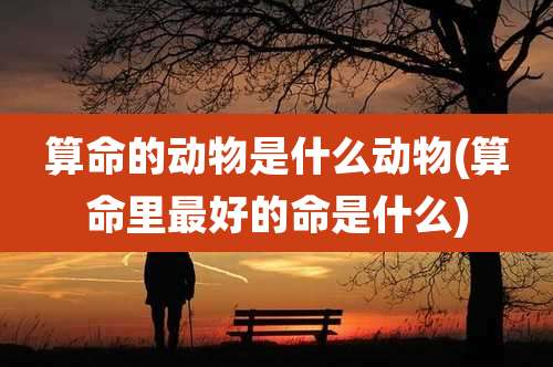 算命的动物是什么动物(算命里最好的命是什么)