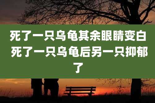 死了一只乌龟其余眼睛变白 死了一只乌龟后另一只抑郁了