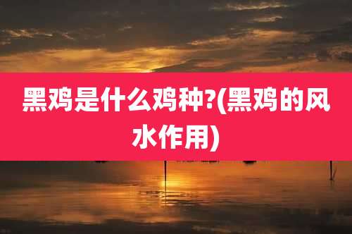 黑鸡是什么鸡种?(黑鸡的风水作用)