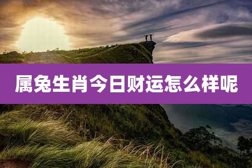 属兔生肖今日财运怎么样呢