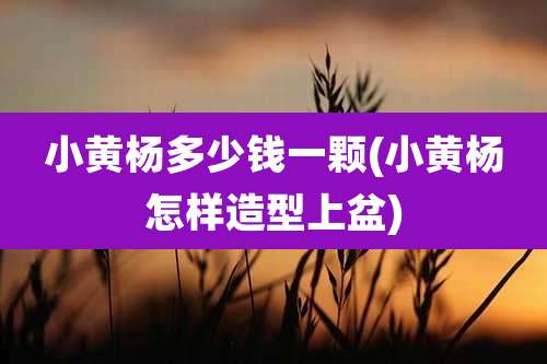 小黄杨多少钱一颗(小黄杨怎样造型上盆)