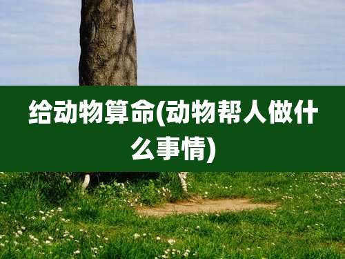 给动物算命(动物帮人做什么事情)