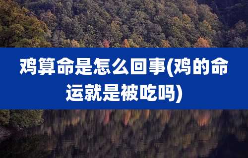 鸡算命是怎么回事(鸡的命运就是被吃吗)