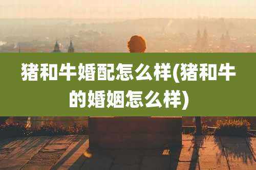 猪和牛婚配怎么样(猪和牛的婚姻怎么样)