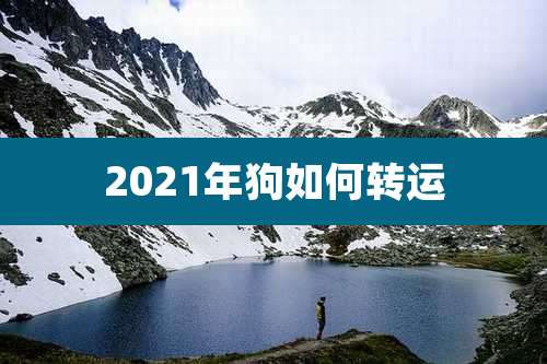 2021年狗如何转运