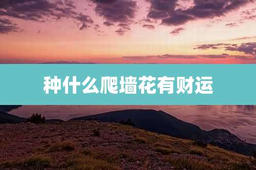 种什么爬墙花有财运