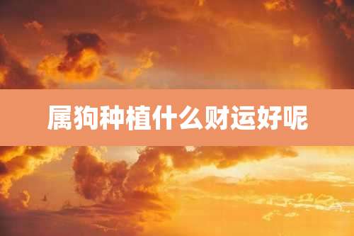 属狗种植什么财运好呢