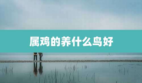 属鸡的养什么鸟好