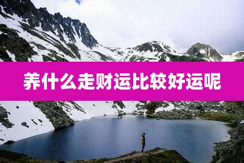 养什么走财运比较好运呢