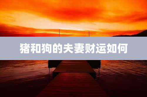 猪和狗的夫妻财运如何