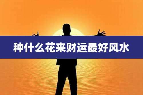 种什么花来财运最好风水