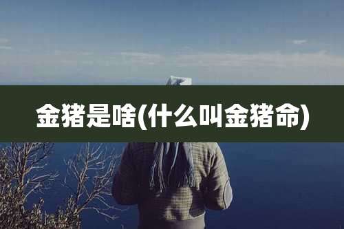 金猪是啥(什么叫金猪命)