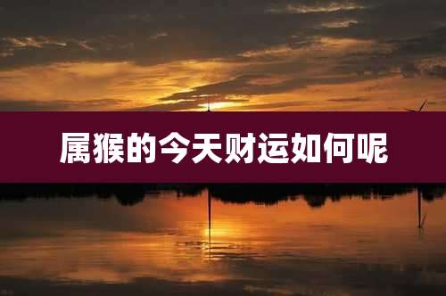 属猴的今天财运如何呢