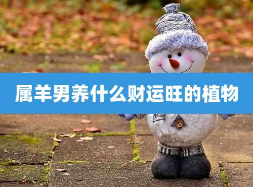 属羊男养什么财运旺的植物