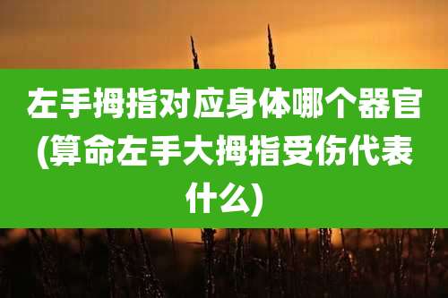 左手拇指对应身体哪个器官(算命左手大拇指受伤代表什么)