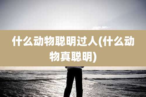 什么动物聪明过人(什么动物真聪明)