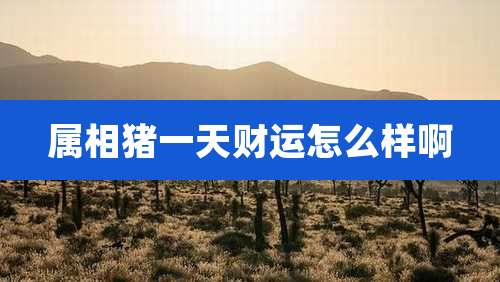 属相猪一天财运怎么样啊