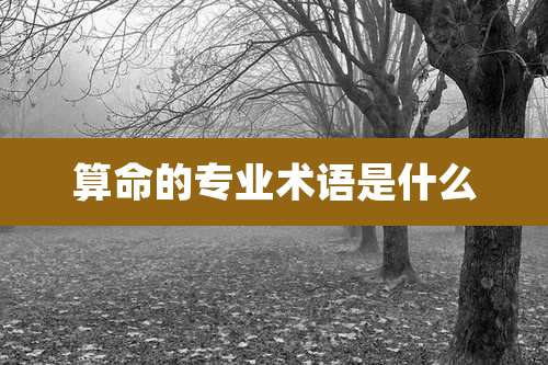 算命的专业术语是什么