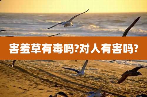 害羞草有毒吗?对人有害吗?