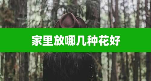家里放哪几种花好