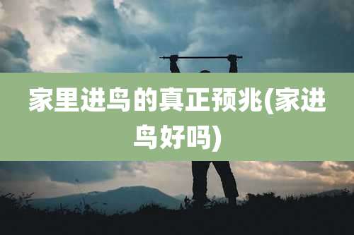家里进鸟的真正预兆(家进鸟好吗)