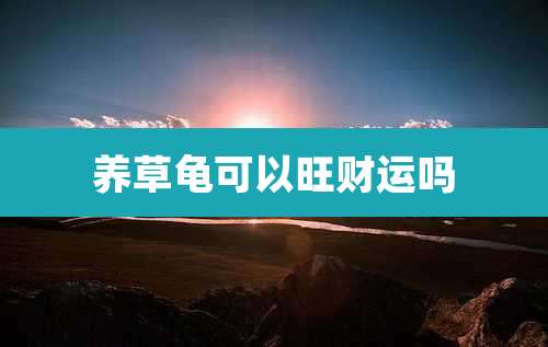 养草龟可以旺财运吗