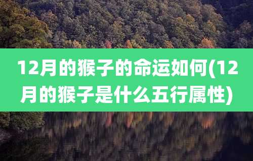 12月的猴子的命运如何(12月的猴子是什么五行属性)