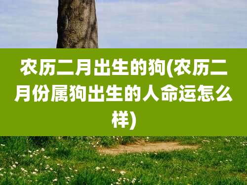 农历二月出生的狗(农历二月份属狗出生的人命运怎么样)