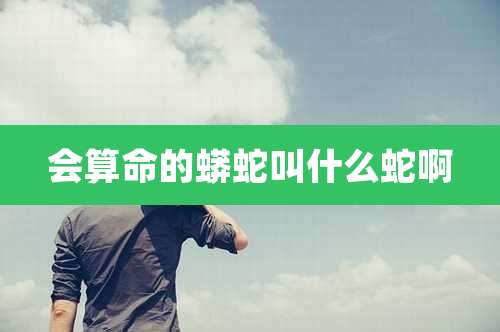 会算命的蟒蛇叫什么蛇啊