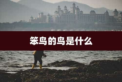 笨鸟的鸟是什么