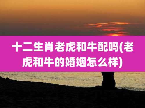 十二生肖老虎和牛配吗(老虎和牛的婚姻怎么样)