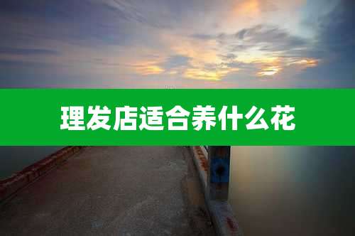 理发店适合养什么花