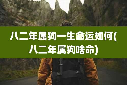 八二年属狗一生命运如何(八二年属狗啥命)