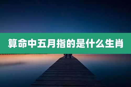 算命中五月指的是什么生肖