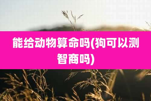 能给动物算命吗(狗可以测智商吗)