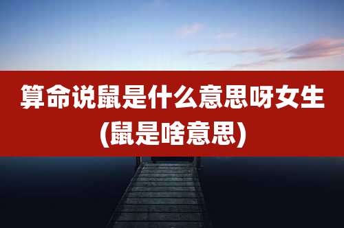 算命说鼠是什么意思呀女生(鼠是啥意思)