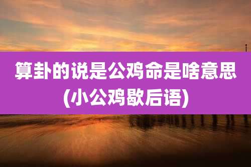 算卦的说是公鸡命是啥意思(小公鸡歇后语)