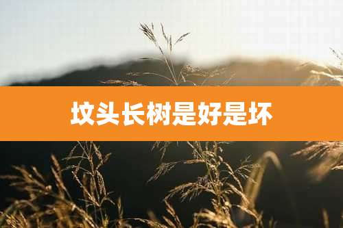 坟头长树是好是坏