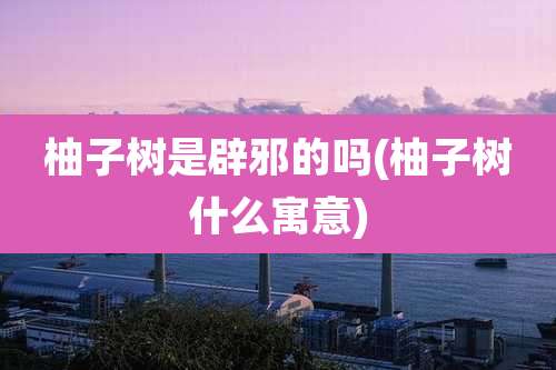 柚子树是辟邪的吗(柚子树什么寓意)