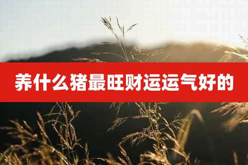 养什么猪最旺财运运气好的