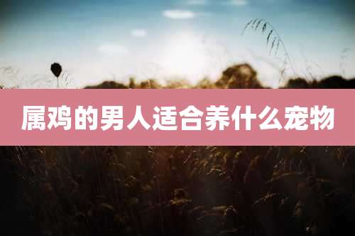 属鸡的男人适合养什么宠物