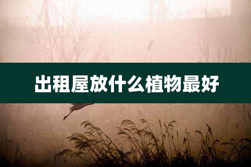 出租屋放什么植物最好