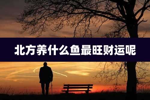 北方养什么鱼最旺财运呢
