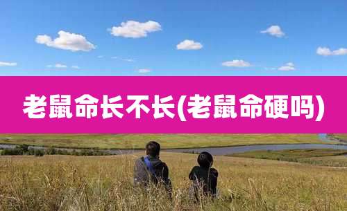 老鼠命长不长(老鼠命硬吗)