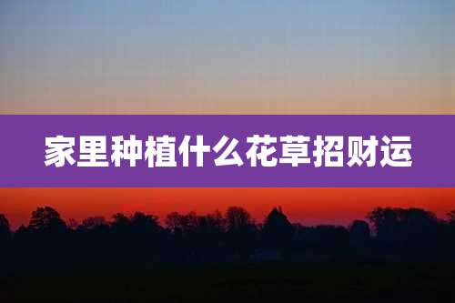 家里种植什么花草招财运